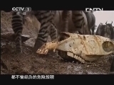魅力纪录（CCTV-1综合频道） 《魅力纪录》20130718 大迁徙，角马群里的间谍 第一集 征途