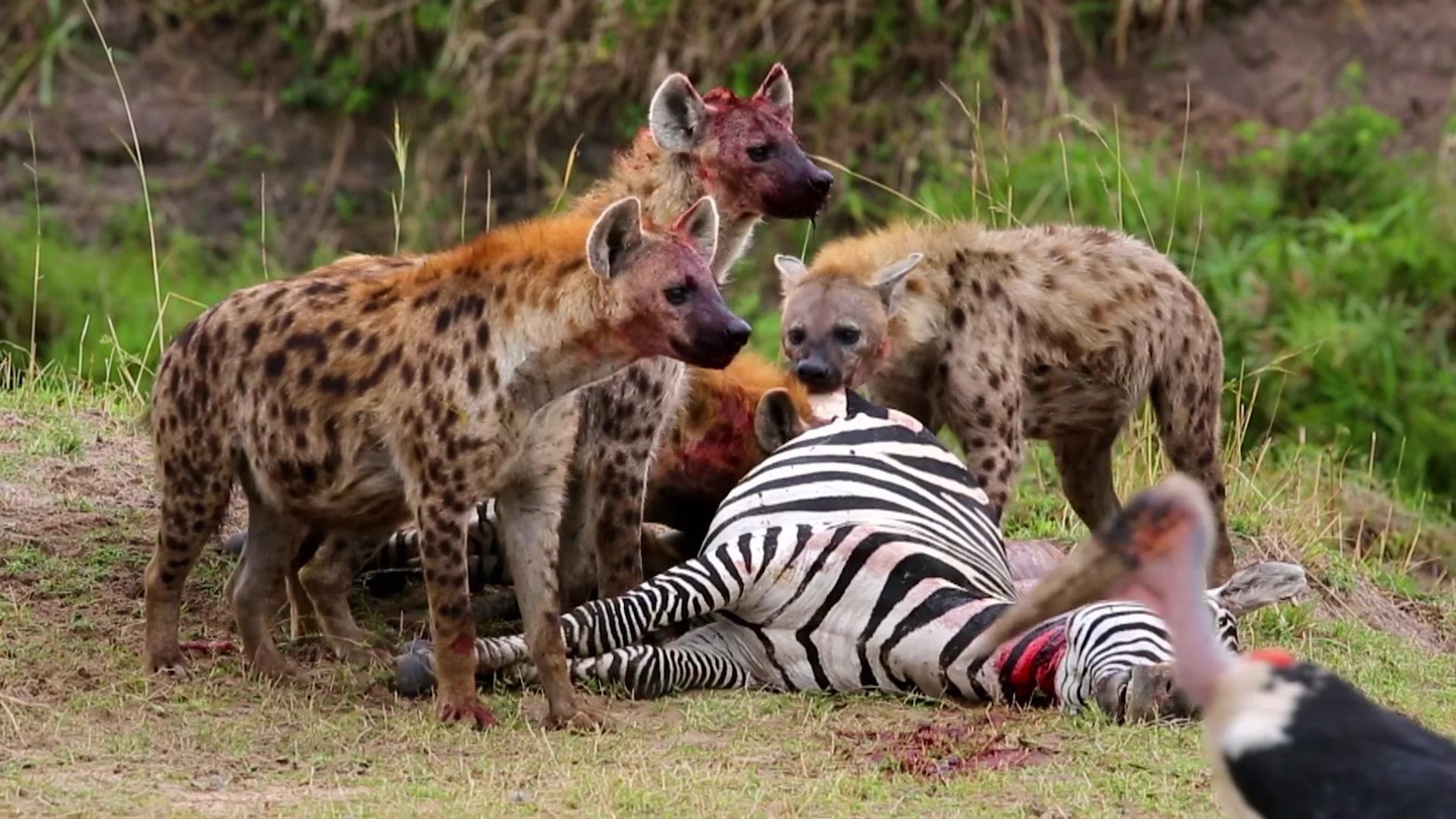 动物搏击会第六季 第6集