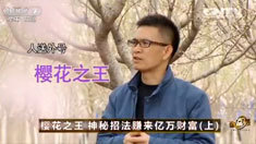 致富经 [致富经]樱花之王 神秘招法赚来亿万财富(上) 20160526