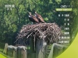 自然传奇 《自然传奇》 20170604 自建房的秘密