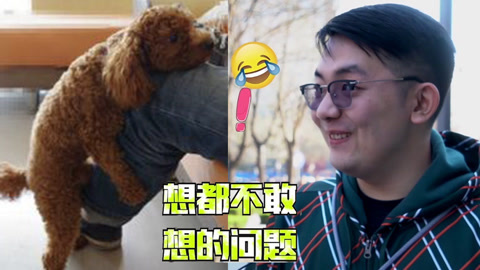 泰迪啪啪啪是追求质量？