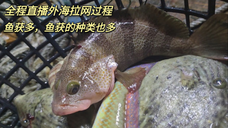 南澳岛赶海日记 外海直播渔民拉网全过程，渔获够多种类也多，光石斑就上了3种了