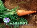 宝宝语言启蒙 食品