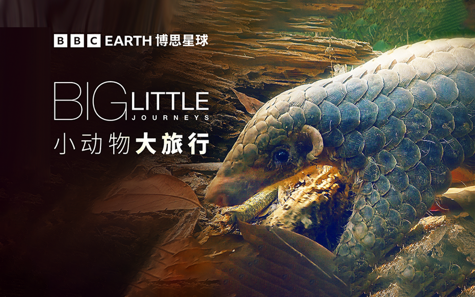 穿山甲&金狮面狨