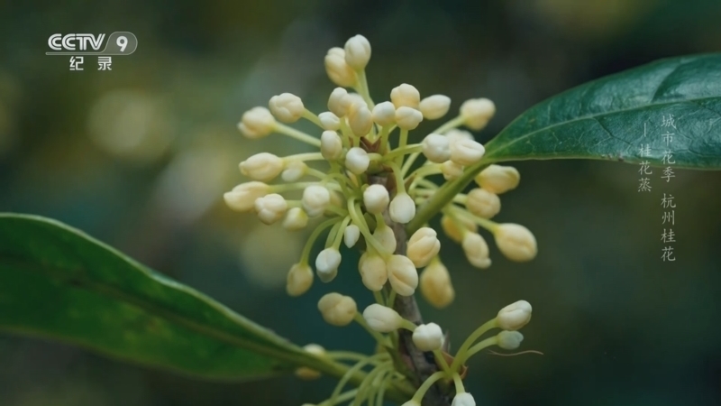 《城市花季 杭州桂花》 第2集 桂花蒸