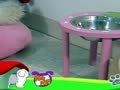 狗狗日记 第231天 音乐可以放轻松
