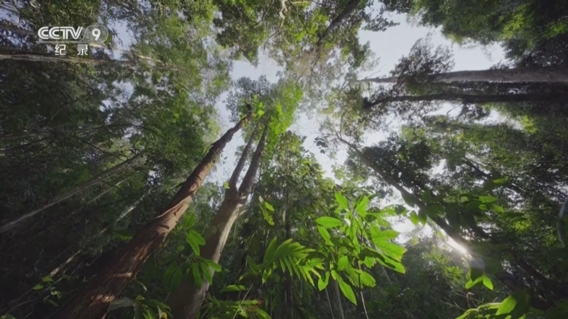 《不如去看一棵树》 第14集