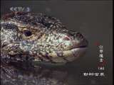 动物世界 动物世界 2010年 第109期