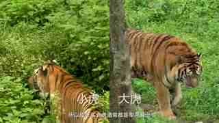 动物园的朋友们_东北虎