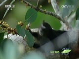 人与自然 《人与自然》 20160422 我们的地球-丛林（上）