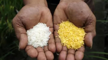 健康之路 转基因食品是科学安全还是一场骗局？别忽视