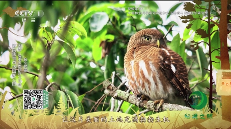 秘境之眼 《秘境之眼》 凤头鹰/红原鸡/赤腹松鼠/海南长臂猿/巨松鼠/松雀鹰/山皇鸠/斑头鸺鹠 20220217