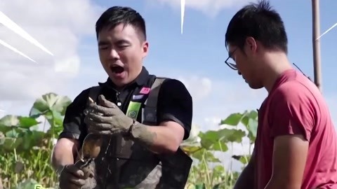 主持人现场体验挖莲藕 主厨特制煎酿脆藕