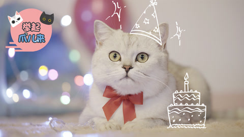 举起爪儿来 猫咪专属生日蛋糕