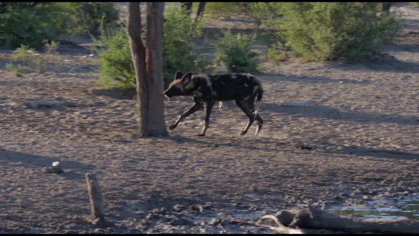 《沙漠之王》第1集