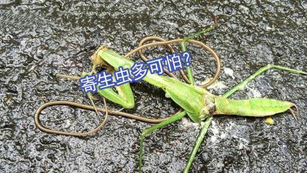 聊斋怪谈 寄生虫多可怕虫能控制宿主让宿主跳水自杀