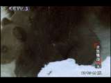 动物世界 动物世界 2010年 第125期