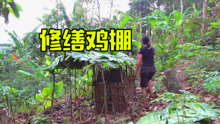 原始丛林人苏门答腊 第二季 丛林荒野养殖技术，维修烂掉的鸡棚，即将成为养殖大户