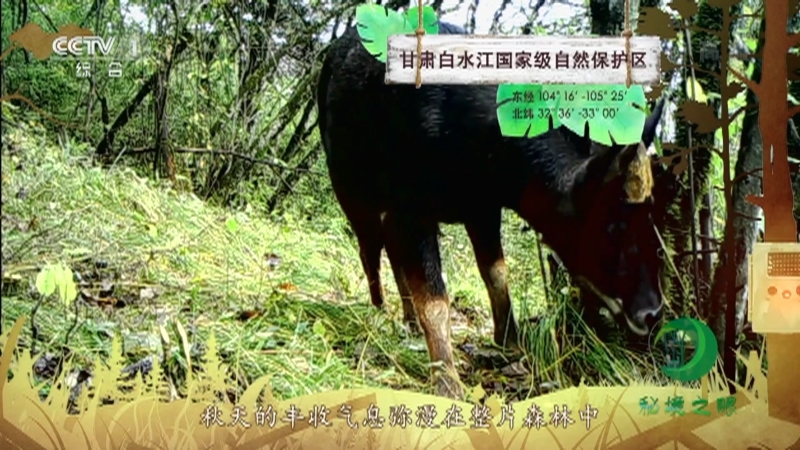 《秘境之眼》 中华鬣羚 20210109