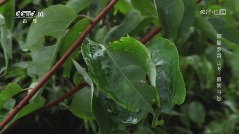 地理中国 《地理·中国》 20240521 探秘罗霄山6·植物寻踪