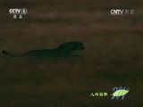 人与自然 《人与自然》 20151218 猎豹托奇传奇（上）