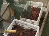 消费主张 《消费主张》 20150819 成本揭秘——小龙虾为啥年年涨价？