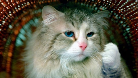 亿万富豪变成了一只猫！