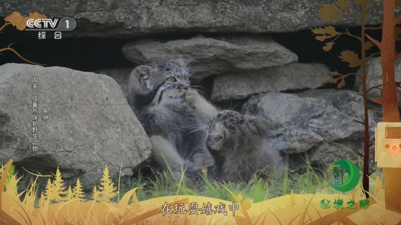 秘境之眼 《秘境之眼》 大熊猫/兔狲/黑熊/熊猴 20231008