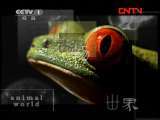 动物世界 《动物世界》 20111011
