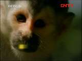 动物世界 《动物世界》 20110920