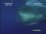 人与自然 《人与自然》 20130617 自然启示——现代水世界：深蓝