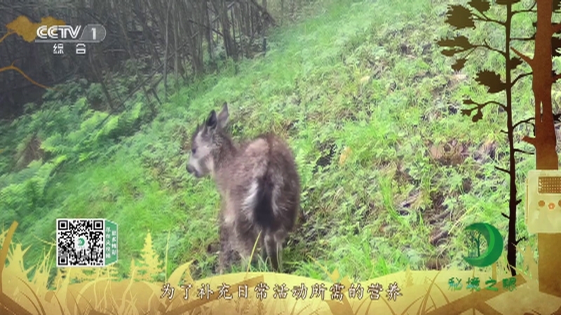 《秘境之眼》 中华斑羚 20210628