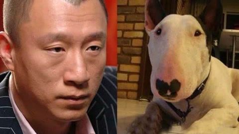 狗和人为什么越来越像