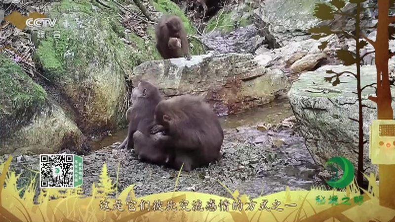 秘境之眼 《秘境之眼》 藏酋猴 20220525