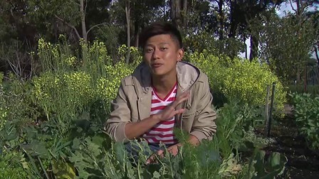 澳洲西部柳橙汁