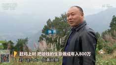 致富经 [致富经]赶鸡上树 把赔钱的生意做成年入800万 20181120