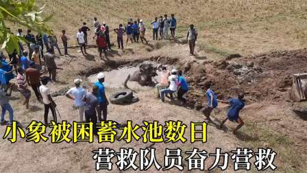 小象掉入蓄水池数日，营救队员奋力营救，营救场面惊心动魄
