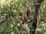 人与自然 《人与自然》 20160606 河流生存战——角雕妈妈（下）