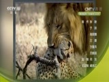 自然传奇 《自然传奇》 20170430 探秘自然·非洲绝命杀手
