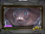 芝麻开门【央视】 芝麻开门 2010年 第86期