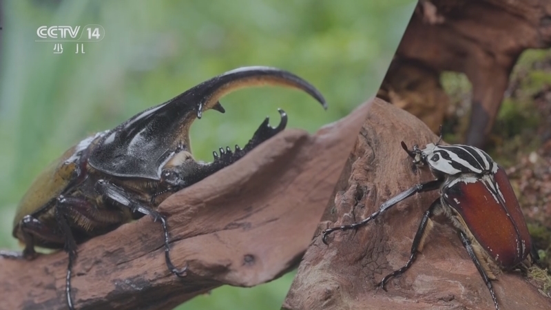 《虫虫世界漫游记》 20240130