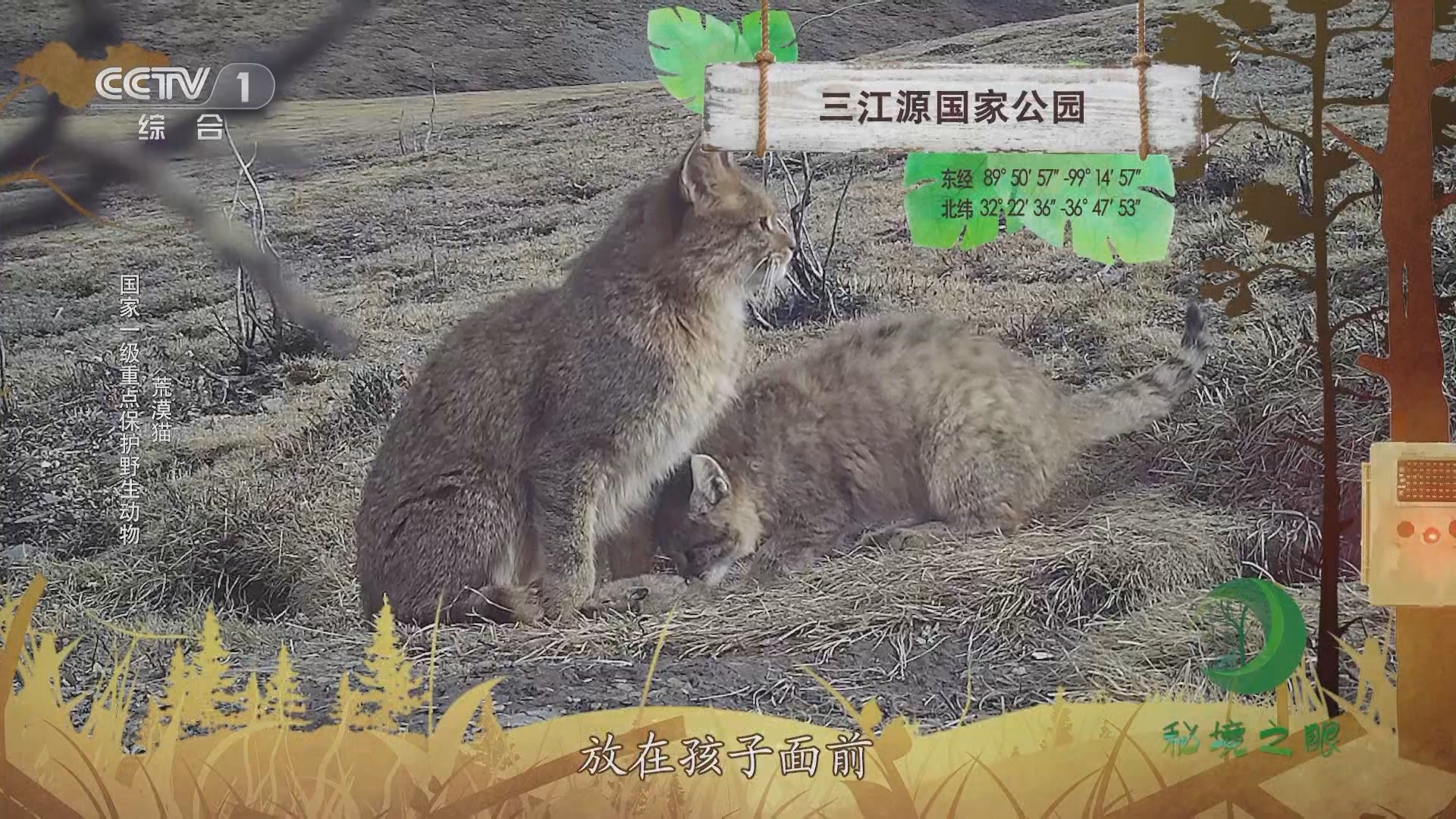 秘境之眼 《秘境之眼》 豹/雪豹/黑熊/荒漠猫 20231006
