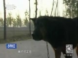 夕阳红 《夕阳红》 20170929 黑子带我一起走