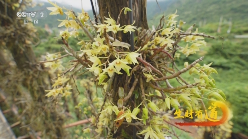 生财有道 《生财有道》 20240701 雁荡山寻宝记