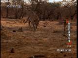 动物世界 动物世界 2010年 第29期