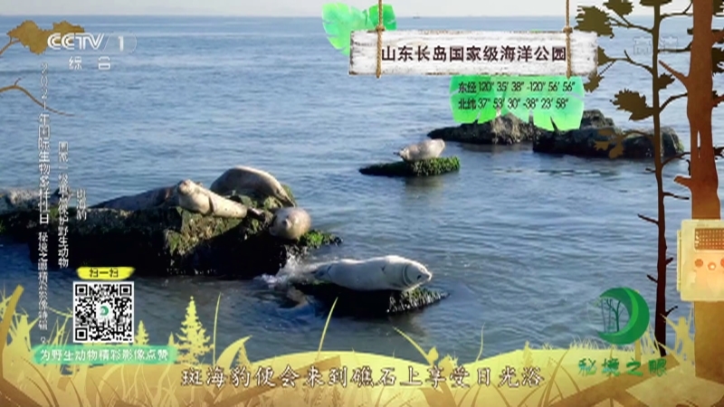《秘境之眼》 斑海豹/雪豹 20210530