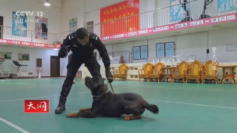 天网 《天网》 20220802 警犬纪事（2）