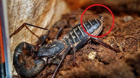 最令人恐惧的带刺动物Top10，第1名非它莫属！