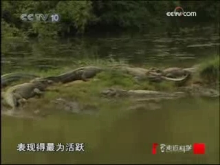 走近科学 大鳄凶猛