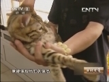 生财有道 《生财有道》 20130805 与动物亲密接触 财源广进招财猫
